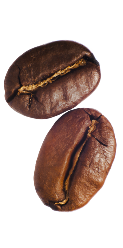 cofee seed